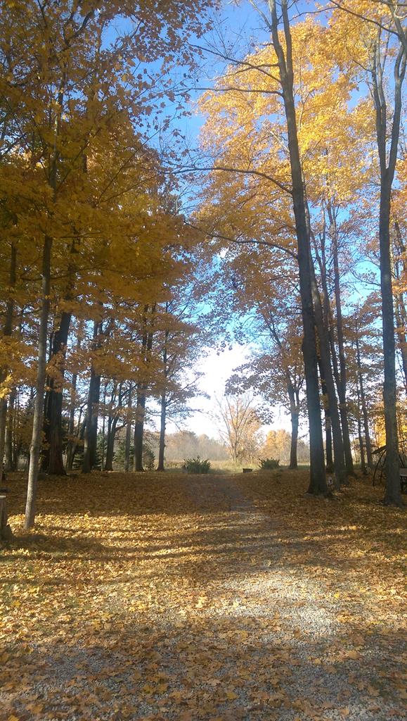 4731 Township Road 96, Mount Gilead, Ohio 43338, 3 Bedrooms Bedrooms, ,2 BathroomsBathrooms,Residential,For Sale,Township Road 96,9066861