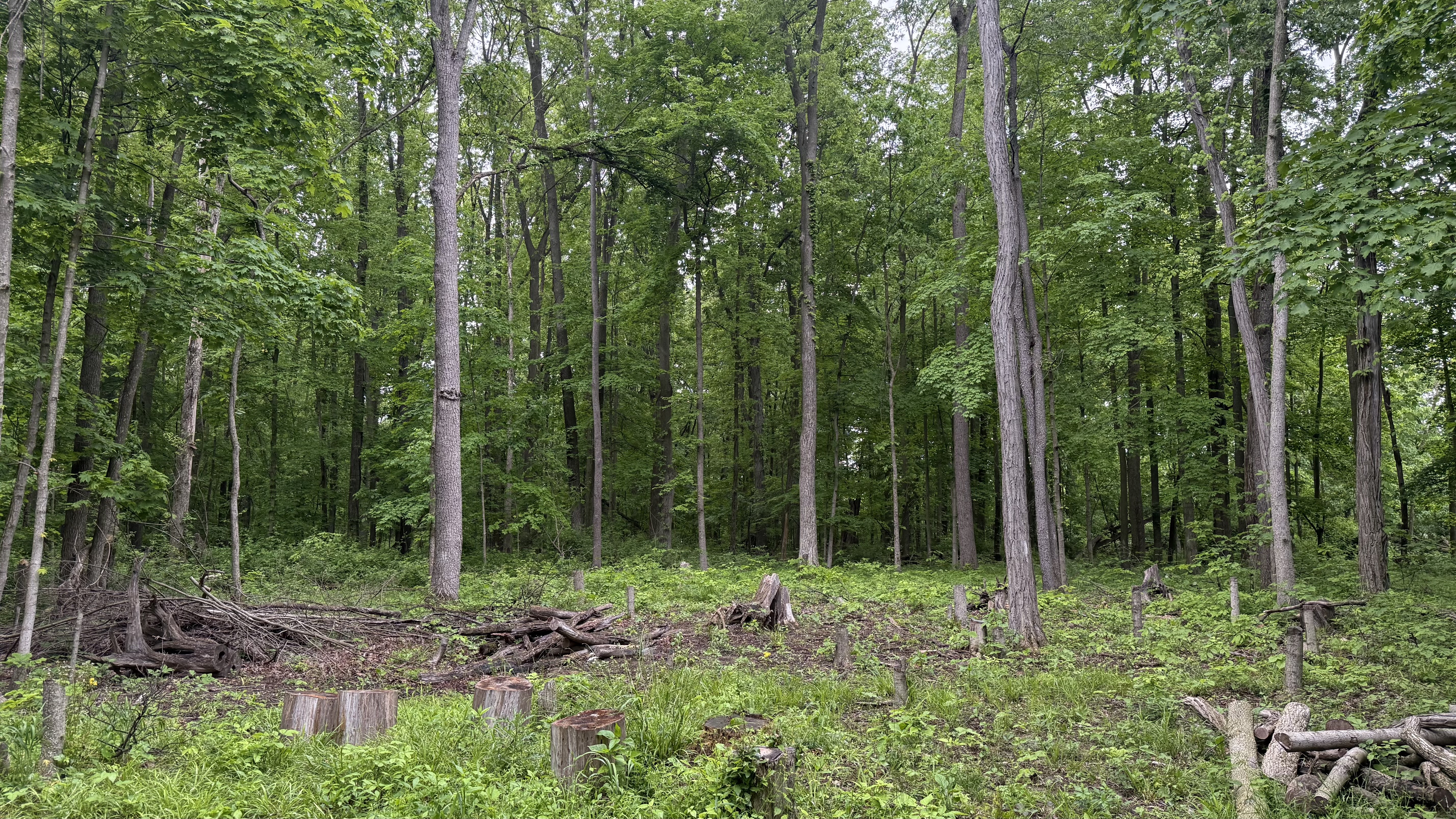 0 State Route 511 N, Ashland, Ohio 44805, ,Land,For Sale,State Route 511 N,9067146