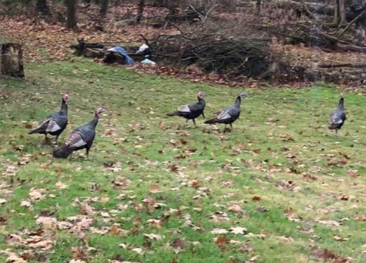 400 Garver Road, Mansfield, Ohio 44903, 5 Bedrooms Bedrooms, ,3 BathroomsBathrooms,Residential,For Sale,Garver Road,9070417