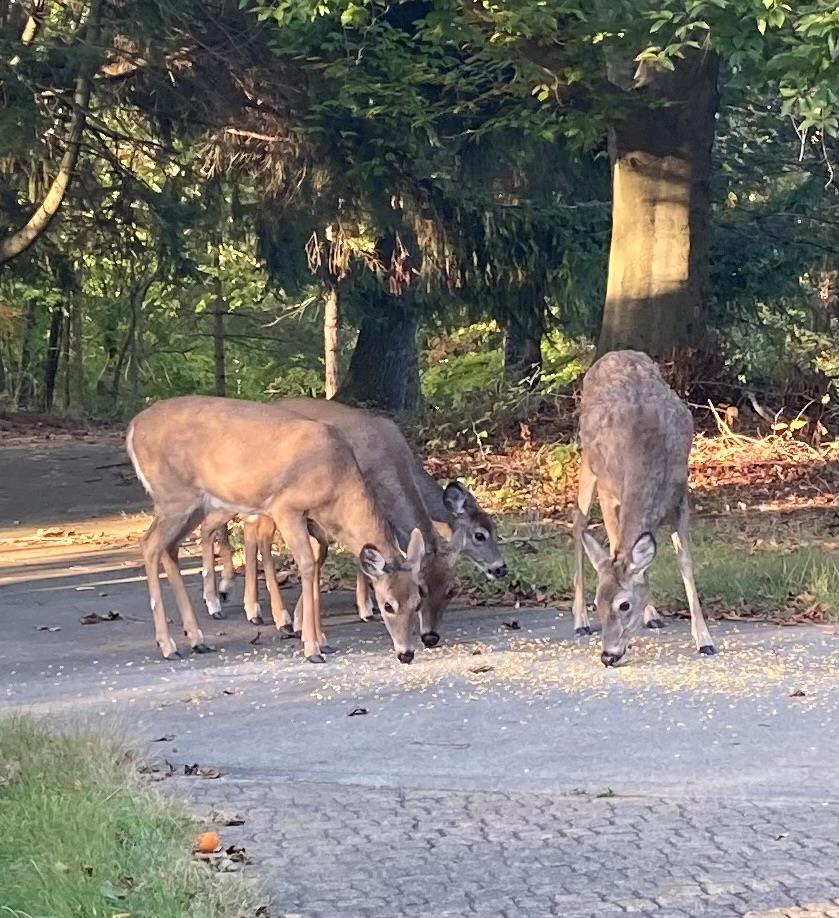 400 Garver Road, Mansfield, Ohio 44903, 5 Bedrooms Bedrooms, ,3 BathroomsBathrooms,Residential,For Sale,Garver Road,9070417
