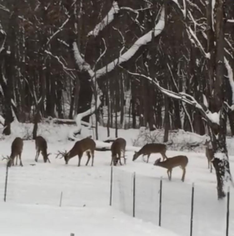 400 Garver Road, Mansfield, Ohio 44903, 5 Bedrooms Bedrooms, ,3 BathroomsBathrooms,Residential,For Sale,Garver Road,9070417